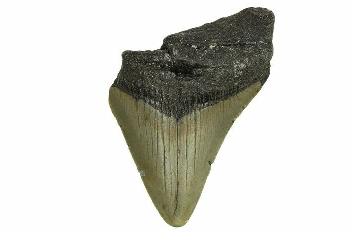 Bargain, Fossil Megalodon Tooth - Serrated Blade #295411